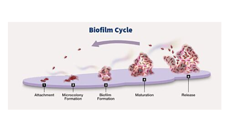 Ther-Biotic® InterFase®